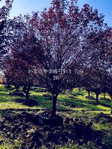 20公分红叶李价格5850元-高度5m-冠幅4m